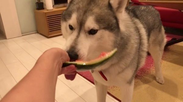 スイカを食べるシベリアン・ハスキー
