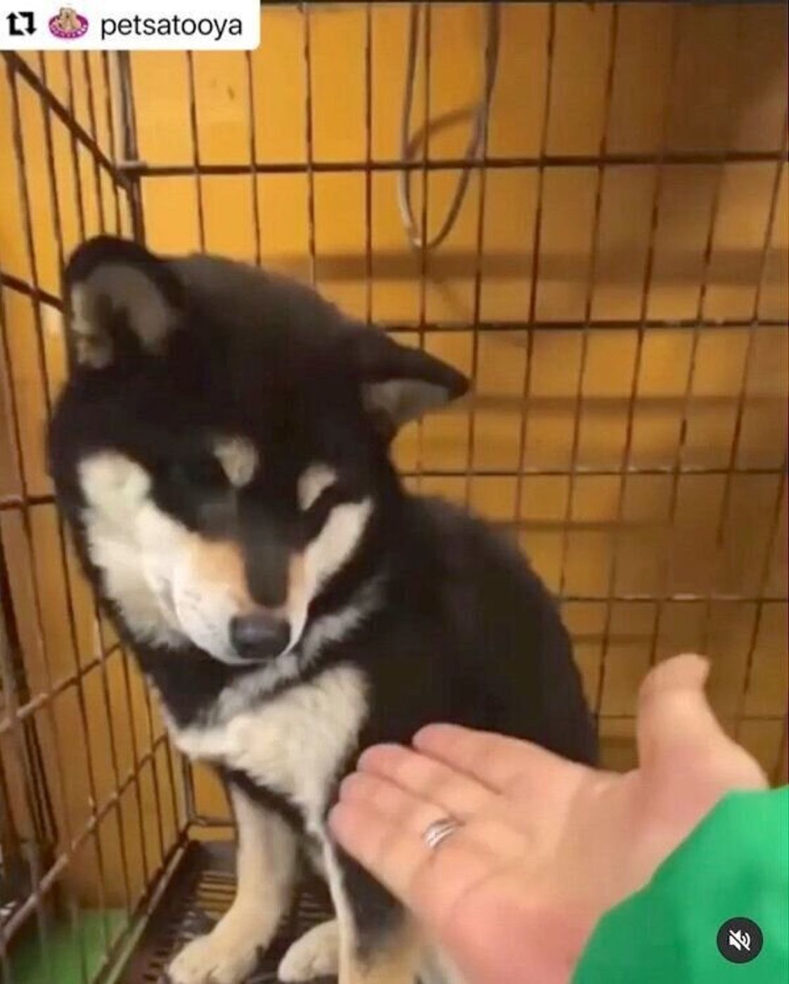 飼育放棄され人間不信 ケージの奥で震えていた柴犬 信頼できる家族と出会い 笑顔あふれる犬生に いぬのきもちweb Magazine 飼育放棄され人間不信 ケージの奥で震えていた柴犬 信頼できる家族と出会い 笑顔あふれる犬生に いぬのきもちweb Magazine