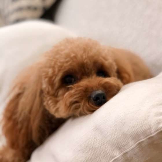 眠そうなトイ・プードル