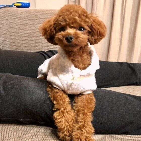 見つめるトイ・プードル