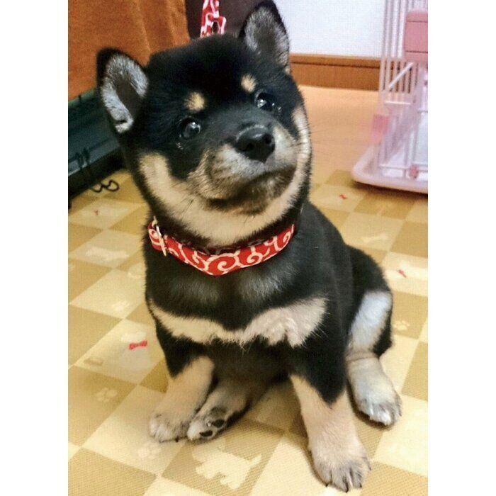 生後2カ月のころに撮影したテツナちゃん