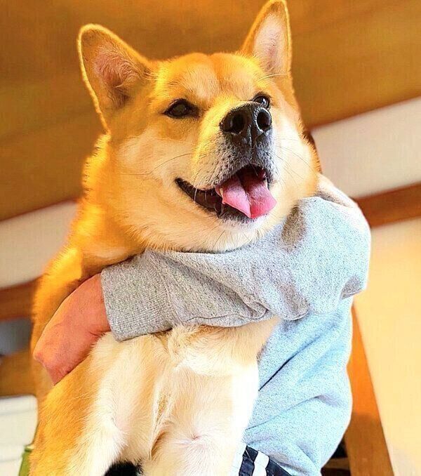 抱っこされる福くん