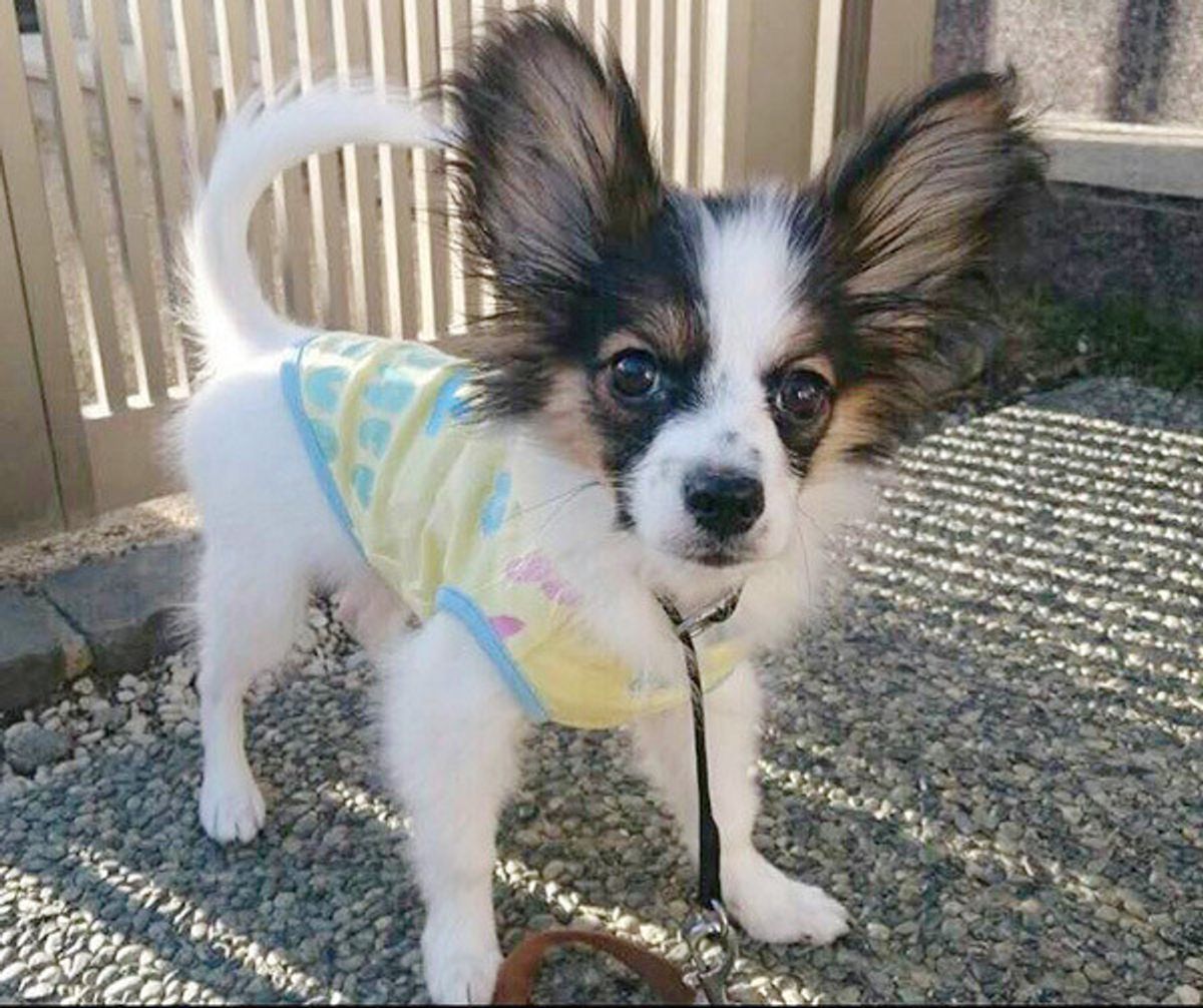 うちのコに限って と油断は禁物 愛犬を 迷い犬 にしないために いぬのきもちweb Magazine うちのコに限って と油断は禁物 愛犬を 迷い犬 にしないために いぬのきもちweb Magazine