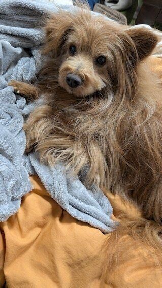 もふもふ犬の写真