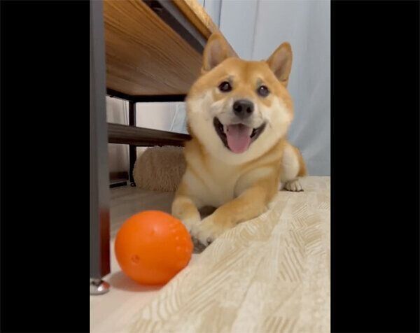 ボールで遊ぶふう太くん