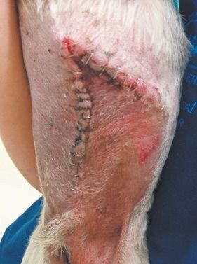 腫瘍摘出後のモコ吉くんの小さな体には、痛々しい手術痕が（写真提供／笹島祟行さん）