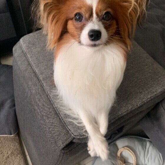 見つめるパピヨン