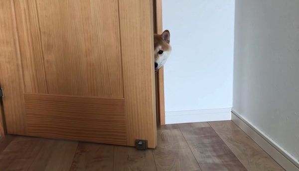 散歩を拒否する柴犬