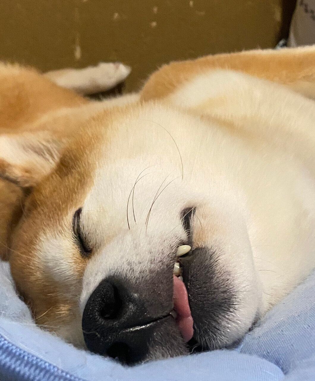 無防備な寝顔のてんくん