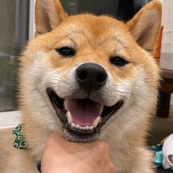 カモメ眉の柴犬