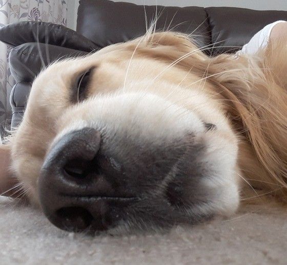 眠るゴールデン・レトリーバー