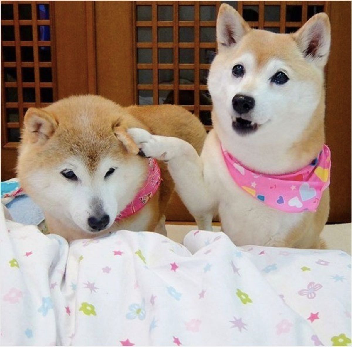 柴ワンコが相方に なんでやねん ナイスツッコミな瞬間に大反響 いぬのきもちweb Magazine 柴ワンコが相方に なんでやねん ナイスツッコミな瞬間に大反響 いぬのきもちweb Magazine