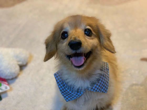 シニア犬との過ごし方