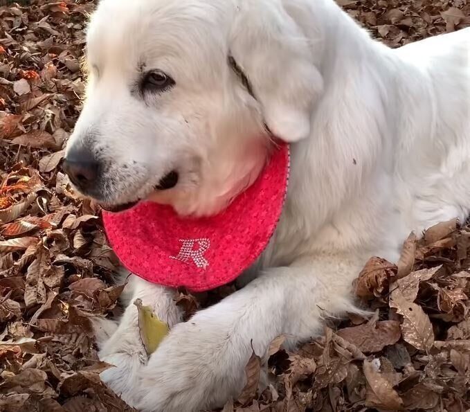 お芋を食べるグレート・ピレニーズ