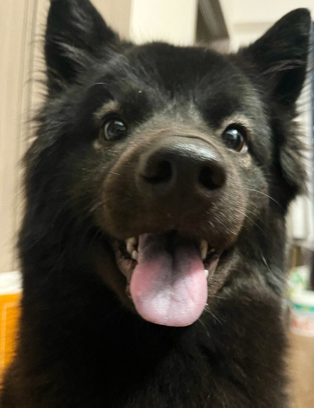 笑顔が可愛いシュレディンガーくん