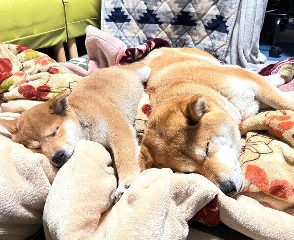 仲良く眠る天征くんと空征くん