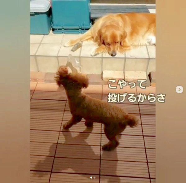 仲良しなゴールデン・レトリーバーとトイ・プードル