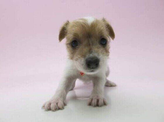 パーソン・ラッセル・テリア