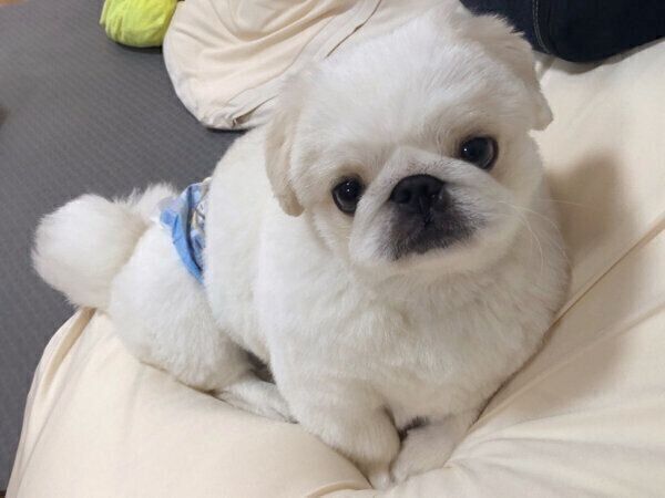 見つめるぷんちくん