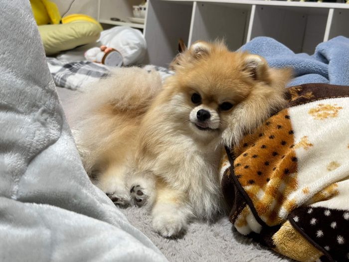 クッションの使い方が上手なレオくん
