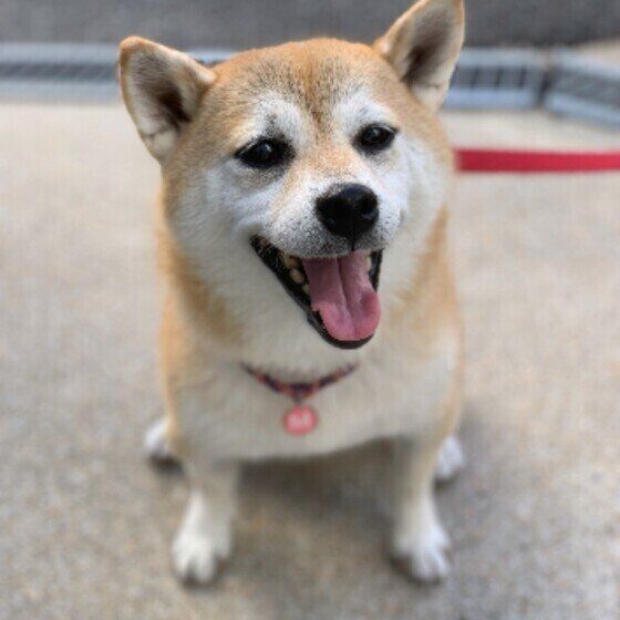 柴犬のまるちゃん