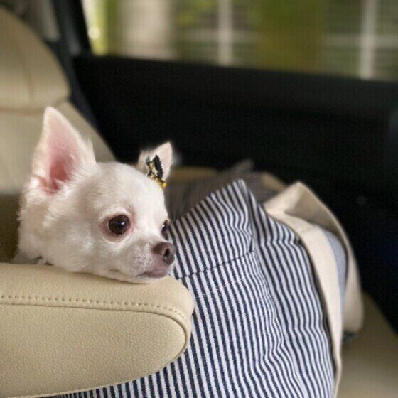 ドライブするボルトくん（チワワ）