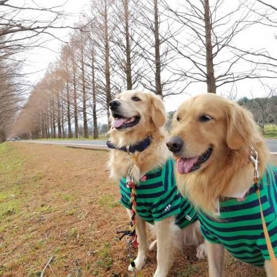 ゴールデン・レトリーバー