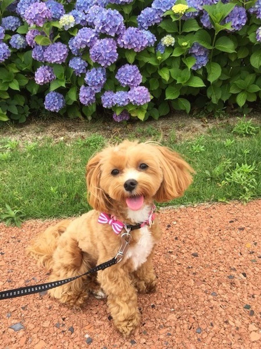 室内犬でも散歩は必要 散歩のメリットと適切な量を知ろう いぬのきもちweb Magazine 室内犬でも散歩は必要 散歩のメリットと適切な量を知ろう いぬのきもちweb Magazine