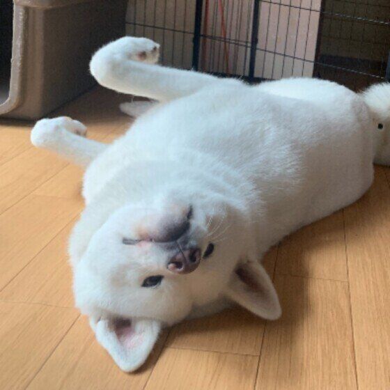 ゴロゴロする秋田犬