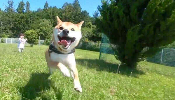 ドッグランで思いっきり走るりんご郎くん