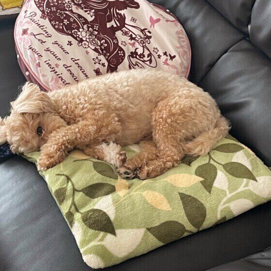 寝たふりをする小型Mix犬