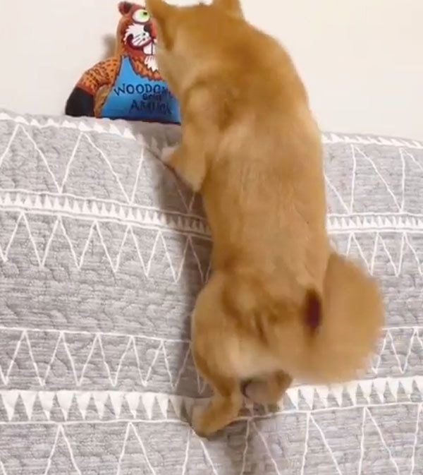 獲物を見つけた豆柴