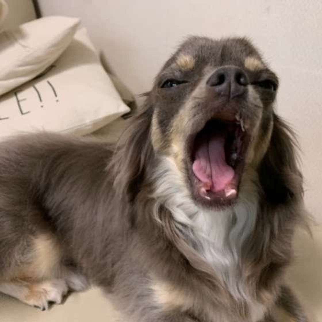 犬の歯にいいフードの食べさせ方は 今さら聞けない犬の歯の常識 いぬのきもちweb Magazine 犬の歯にいいフードの食べさせ方は 今さら聞けない犬の歯の常識 いぬのきもちweb Magazine