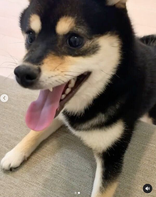 ぬいぐるみで遊ぶすずちゃん