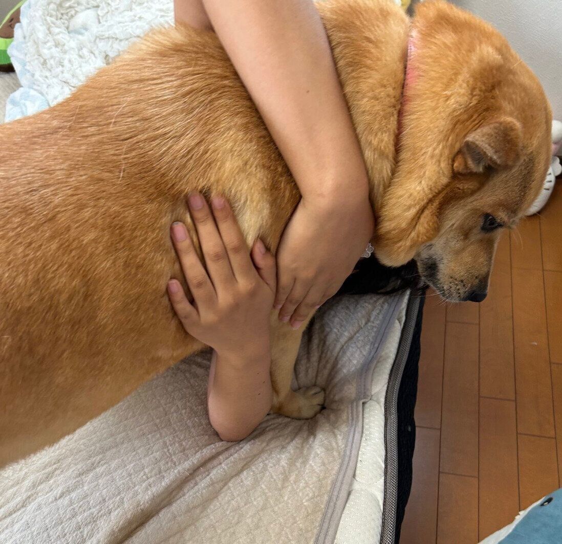 長女にぎゅっとされているころんちゃん