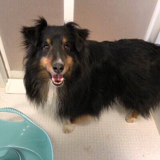 シェットランド・シープドッグのまあるくん