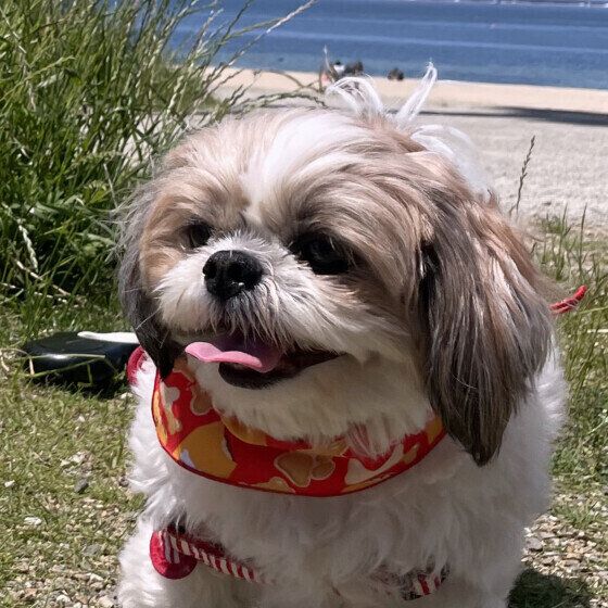 シー・ズーのプリンちゃん