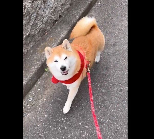 褒められてニコニコ笑顔になる、まるちゃん