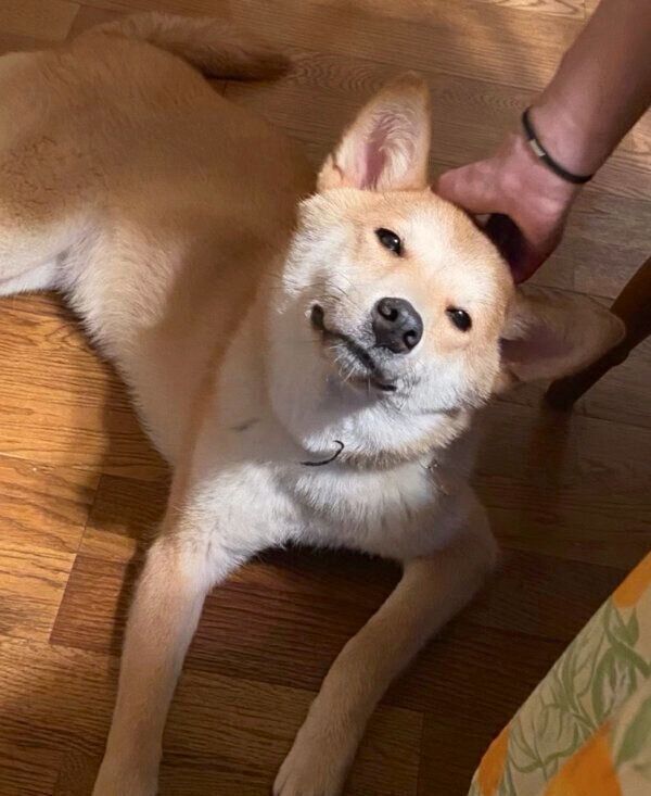 頭をナデナデしてもらうチャイくん