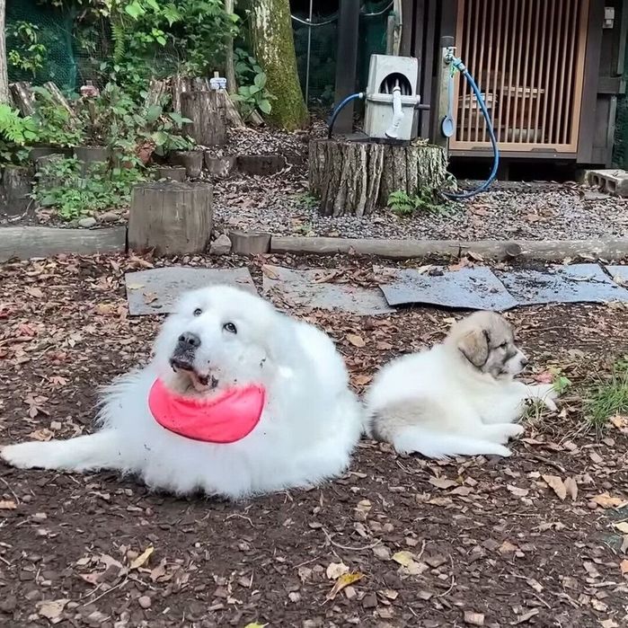距離が縮まってきたルンルンちゃんとベルちゃん