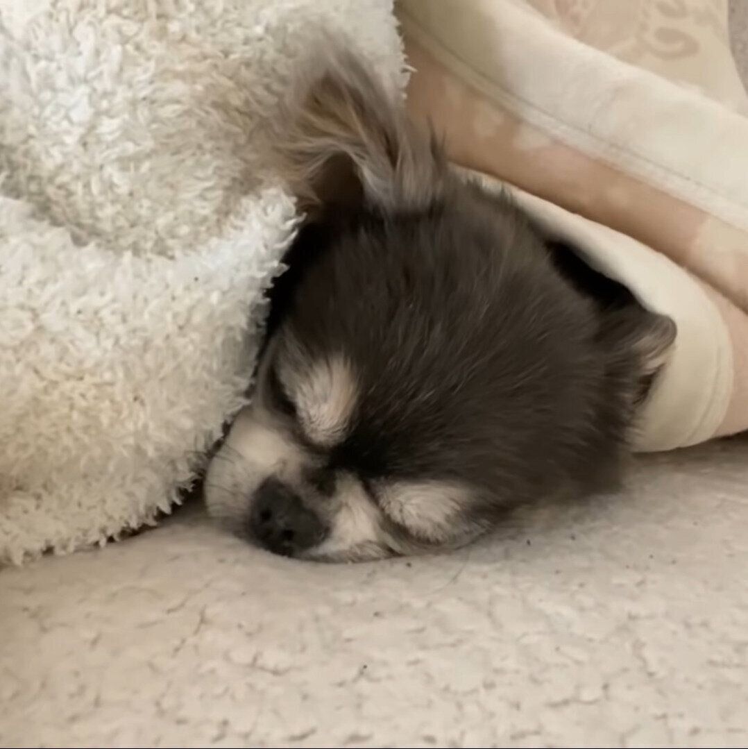 寝ているラズ君