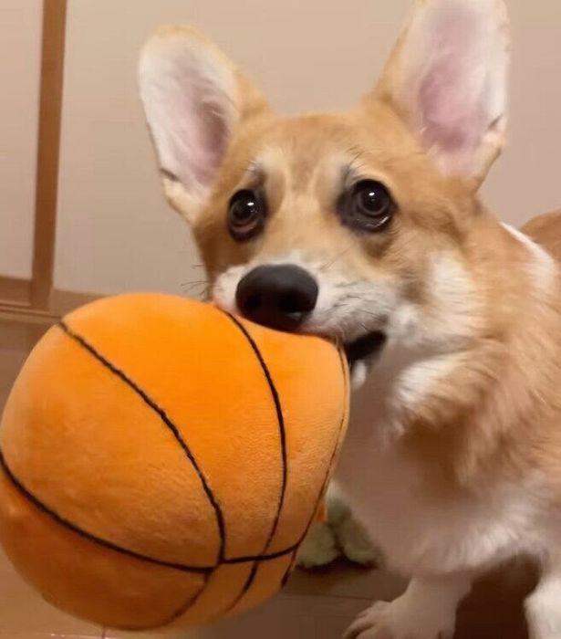 ボールをくわえるピノくん