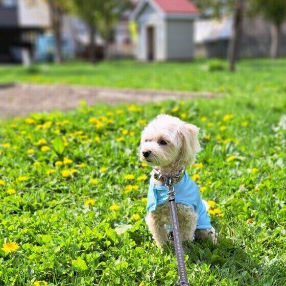 犬のおしりがただれる? 肛門周辺のトラブルの理由と対処法|いぬのきもちWEB MAGAZINE