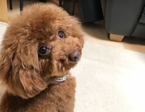 見つめるトイ・プードル