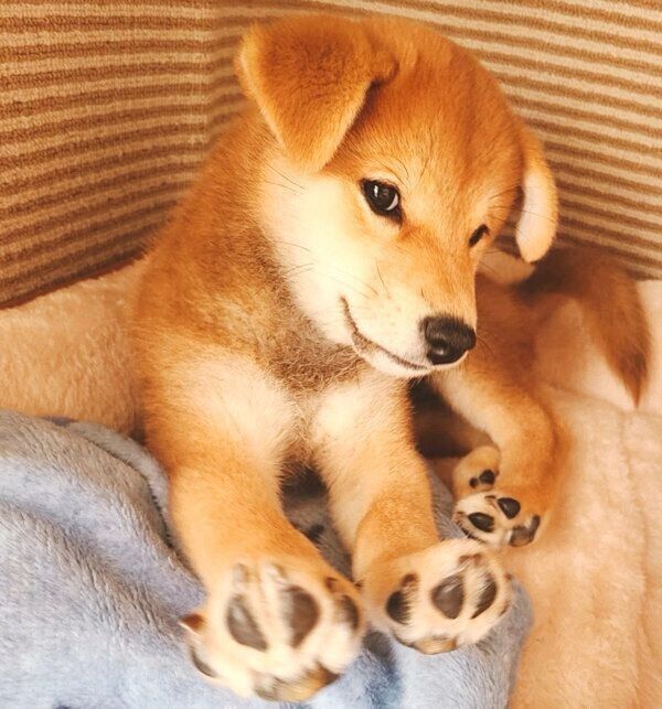 伸びをする麦くん