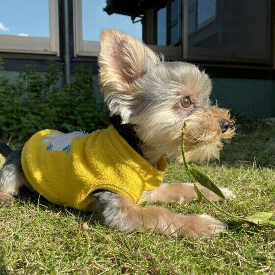 ヨークシャー・テリア