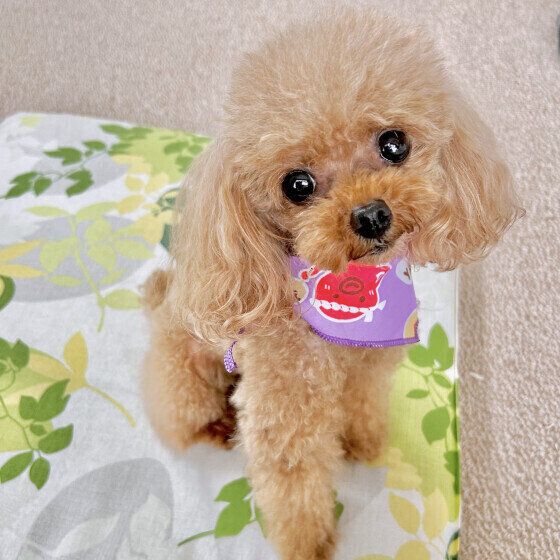 愛犬がおしっこを失敗するのはなぜ？ 理由と対処法 いぬのきもち