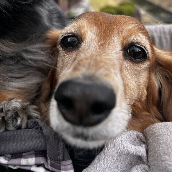 ミニチュア・ダックスフンド  うな  シニア顔