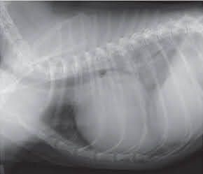 犬の心臓のレントゲン画像