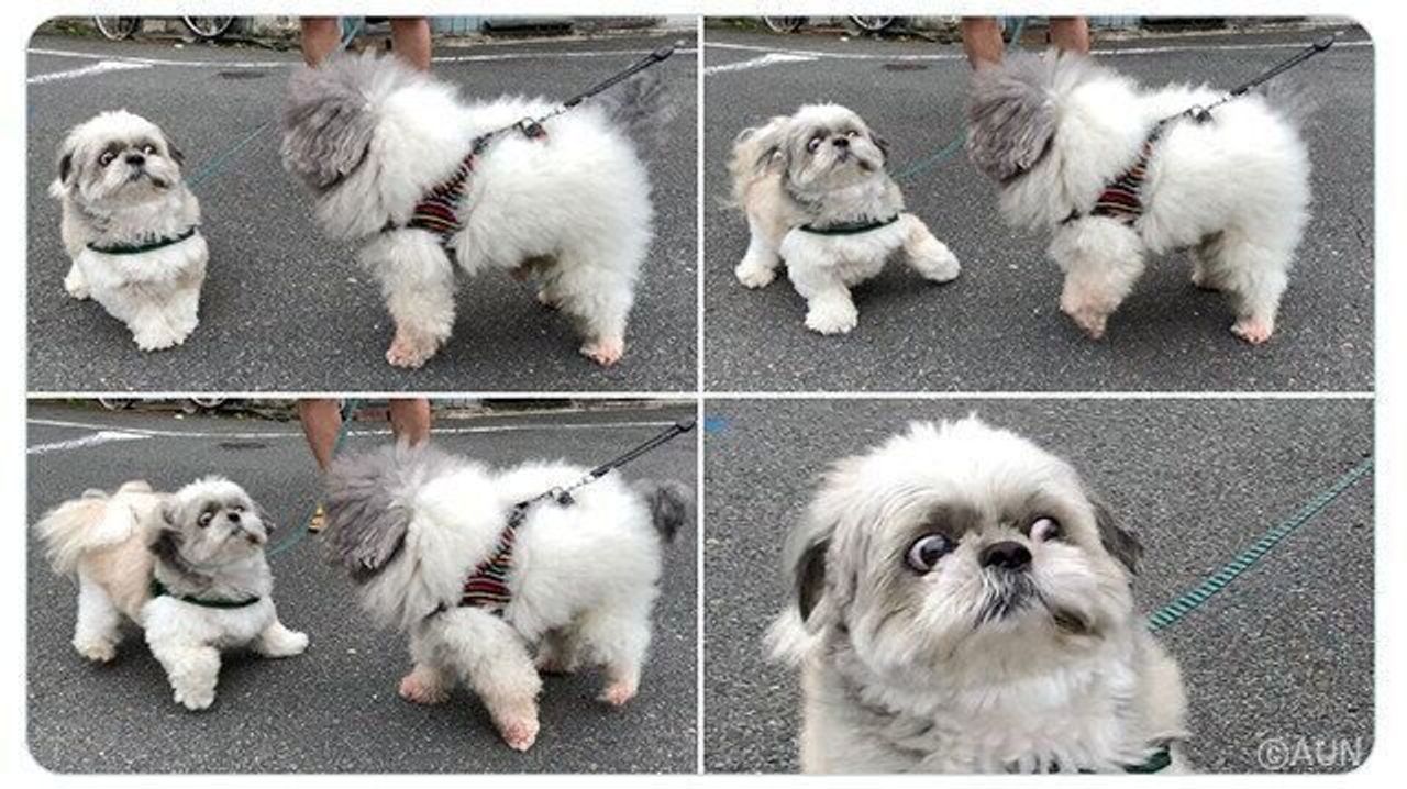 うちの犬 バズった 連載 シーズー犬のてんぽ 第49回 いぬのきもちweb Magazine うちの犬 バズった 連載 シーズー犬のてんぽ 第49回 いぬのきもちweb Magazine